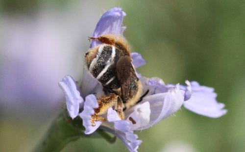 Eucera sp.